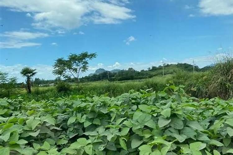 大豆叶面肥用水量多少