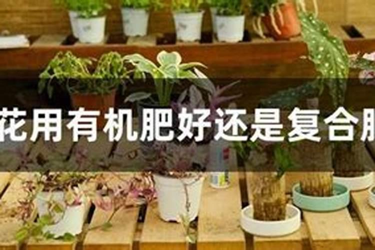 养花主要用些什么肥料呢、种花用什么肥料比较好