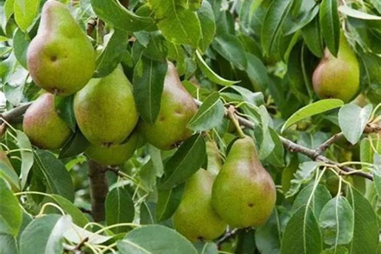 富硒叶面肥对梨树有没有害处