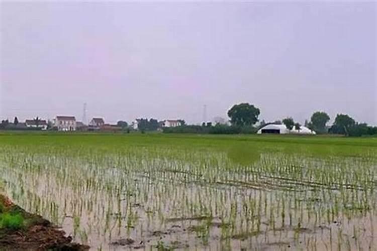 怎么给花施肥？施什么肥？