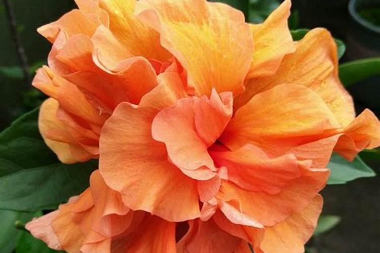 扶桑花的花期问题