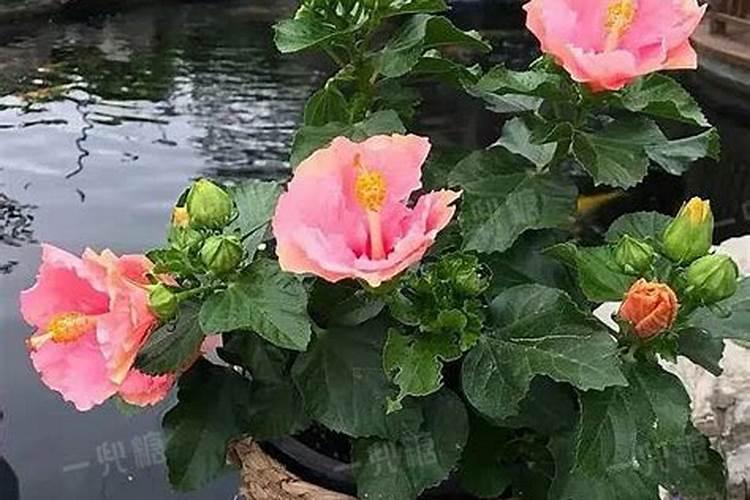 扶桑花的花期问题