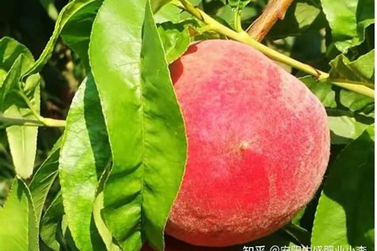 凤仙花怎么施肥,施肥过量叶子蔫了怎么办
