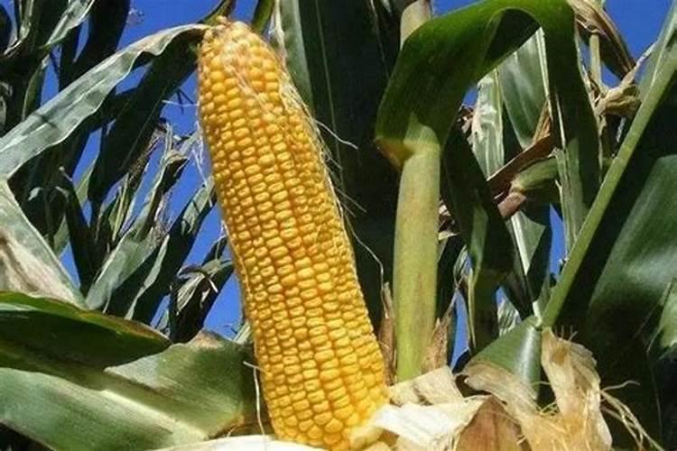 有哪位知道种植玉米施什么底肥