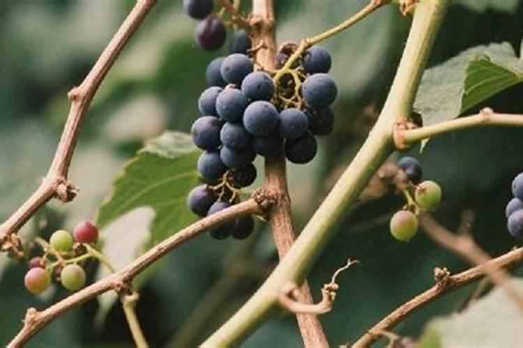 葡萄打什么叶面肥上色快