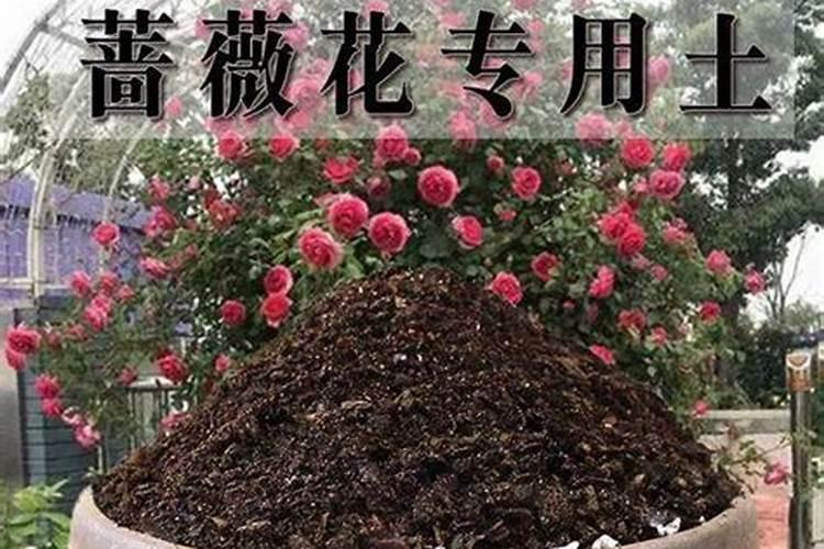蔷薇花怎么施肥,蔷薇花施肥方法