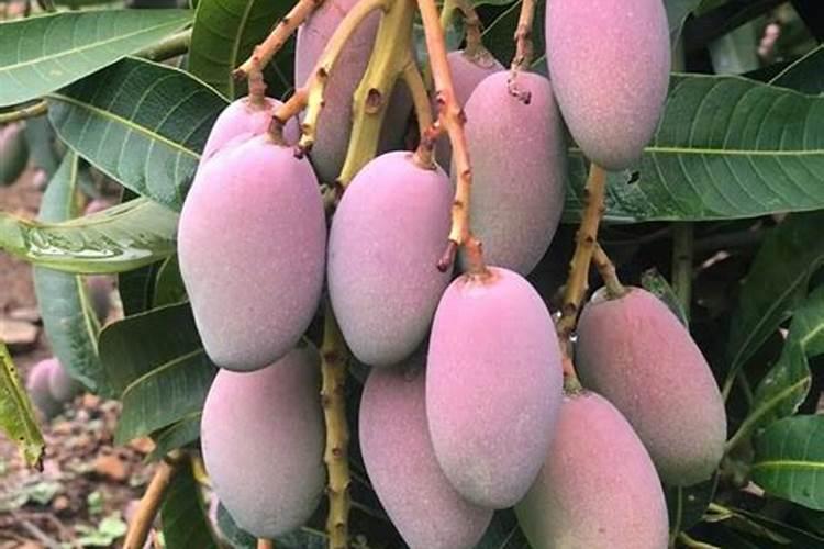 怡农园水溶肥,中国算的第几名？