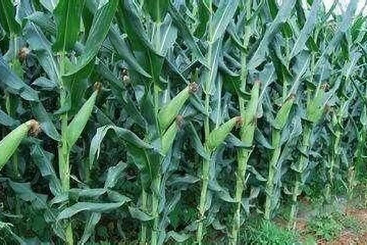 玉米追两次肥,分别在什么时候追