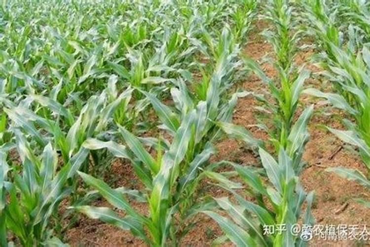 玉米追肥最佳时间