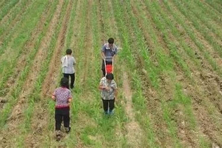 玉米苗分3次追肥间隔多长时间好