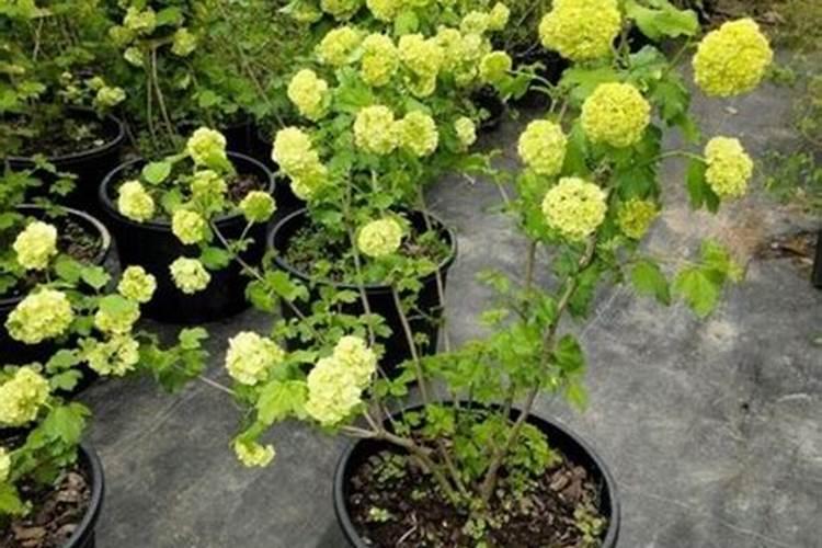 木绣球怎么养最合适呢？