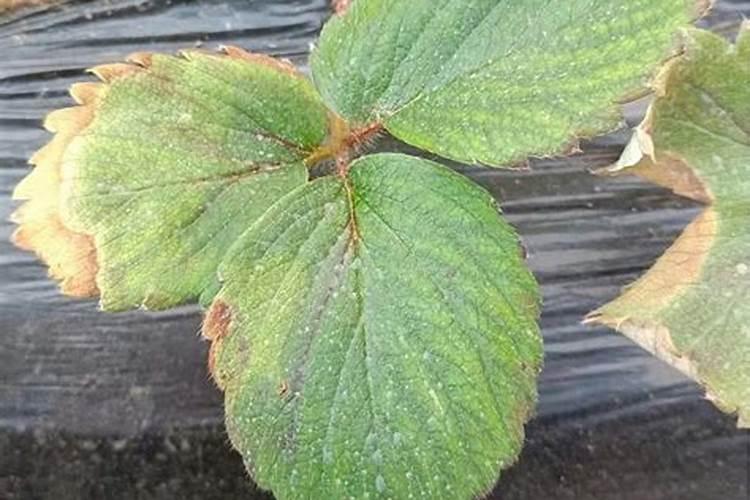 茉莉花追肥用什么肥料好