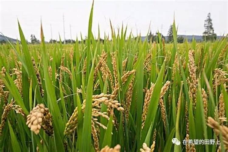 钙镁磷肥使用有什么技巧