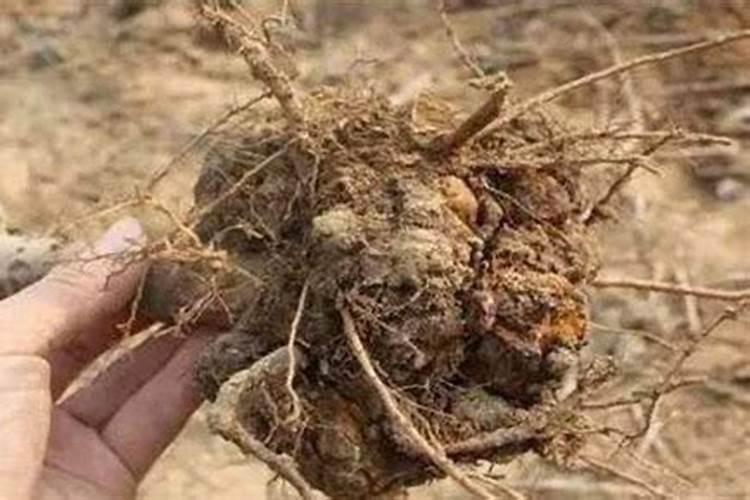 果树施硼肥怎么操作？果树施硼肥有什么用？