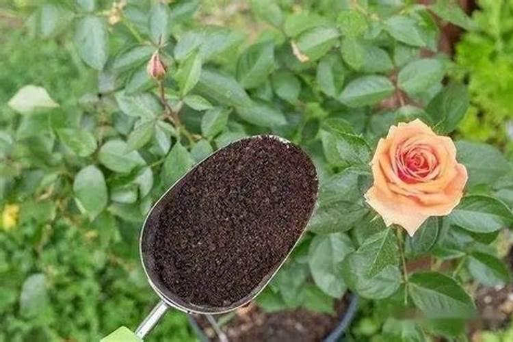 秋季养花的施肥方法