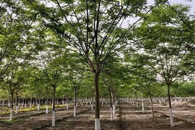 水产用微量元素怎么测