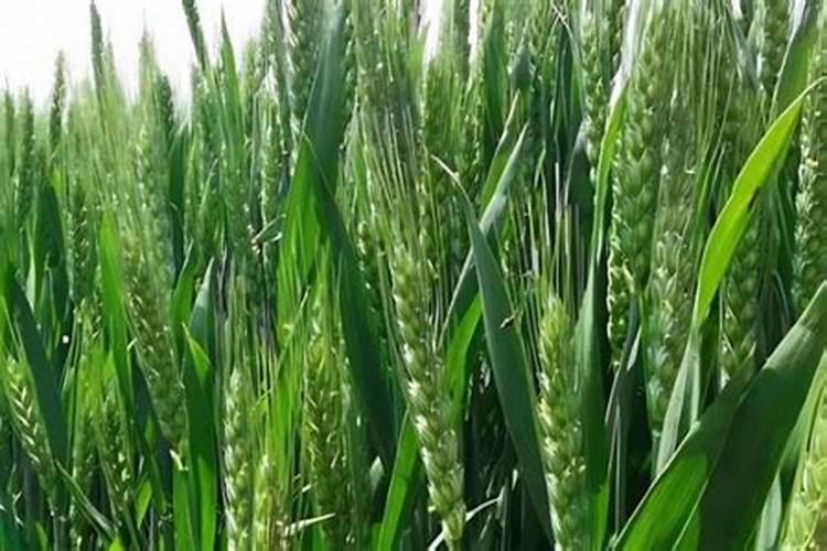 小麦吸收氮肥的两个高峰期是