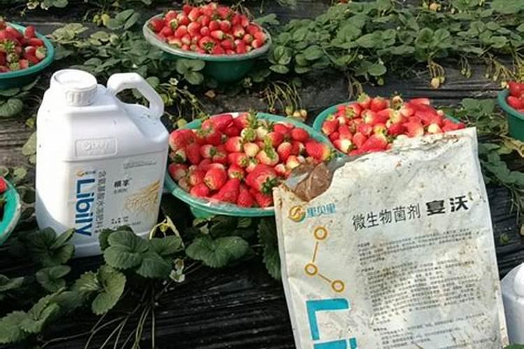 磷酸二氢钾对地瓜有澎胀作用吗