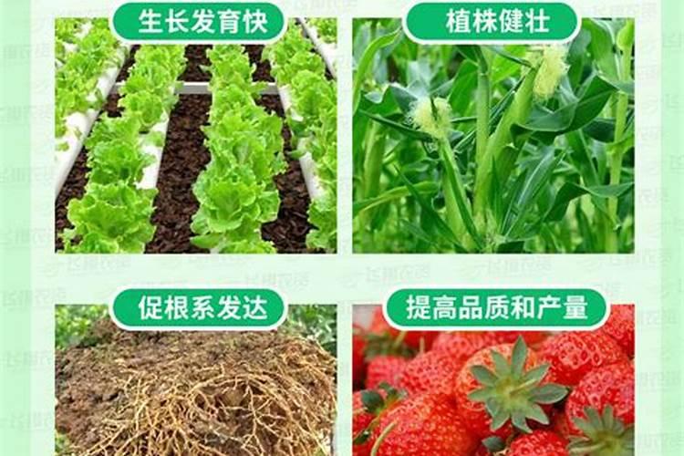 小木槿不长花苞是什么原因 要怎么解决