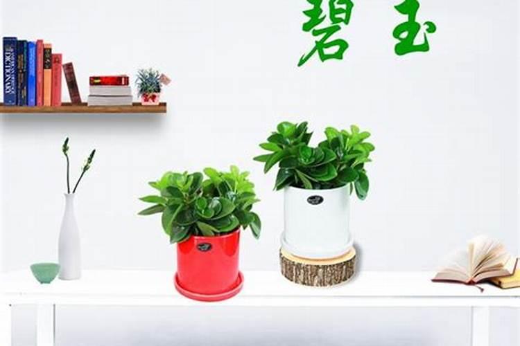 金钱草叶子比8个硬币还大你怎么养他们？