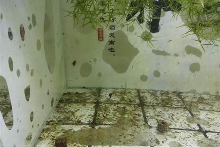 樱桃树什么时候使用高钾肥