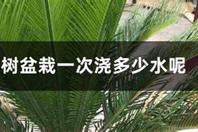 你知道三角梅应该怎么养护吗？