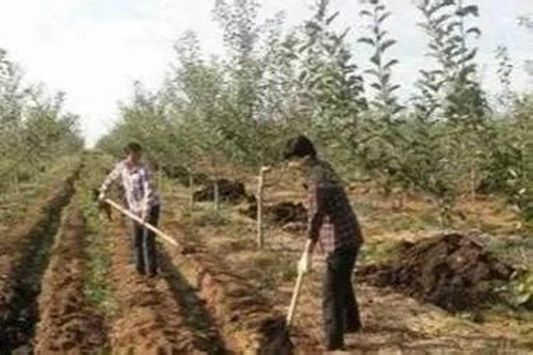 月季花用什么肥料