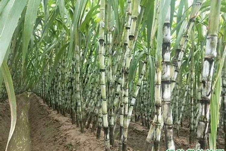 甘蔗追肥用什么肥料好