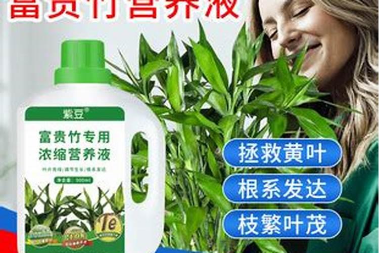 新房应该搁什么花摆放