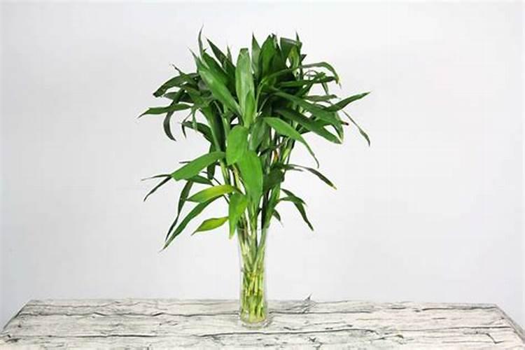 如何养好富贵竹并使其生根？