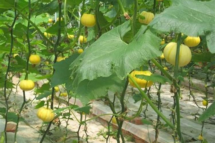 羊粪有机肥适合哪些农作物