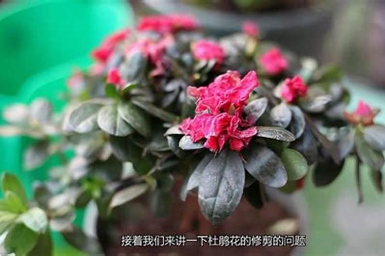 夏季如何给杜鹃花施肥