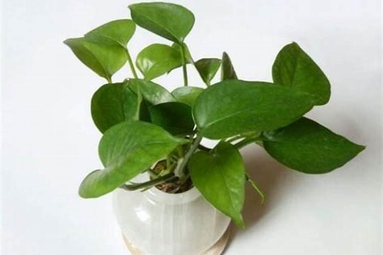 绿萝施什么肥好