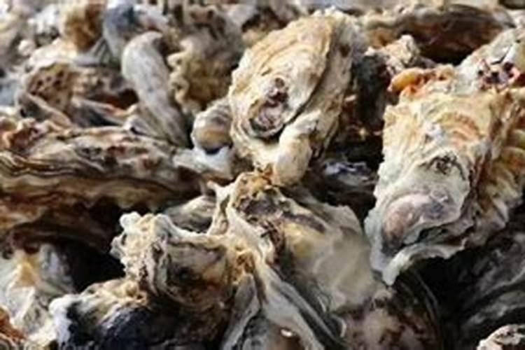 太子参怎么煮茶？