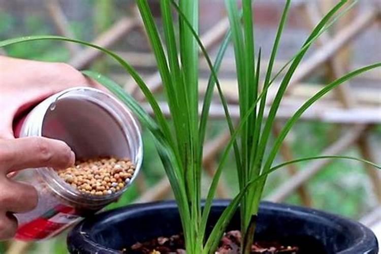 家庭园艺营养液选择指南