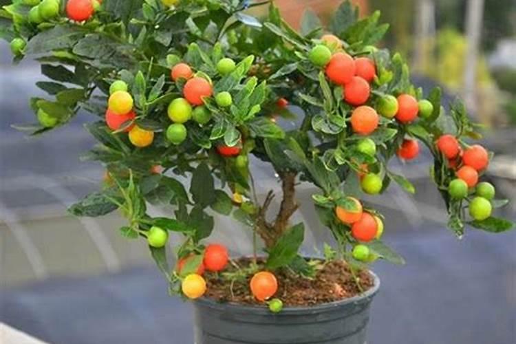 天然的促花保果肥料