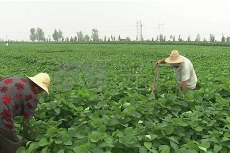 黄豆叶面肥什么时打合适