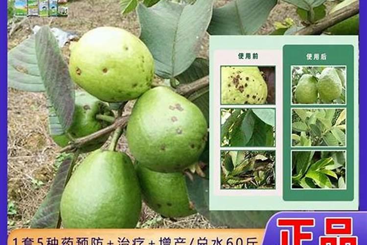 种番石榴施什么肥
