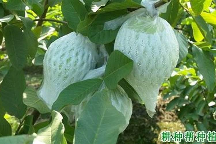 番石榴盆栽用多大的盆,用什么土,怎么施肥和浇水？