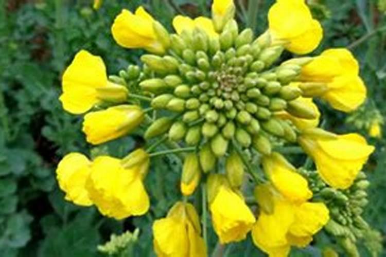 现在油菜可以打芸苔素吗？