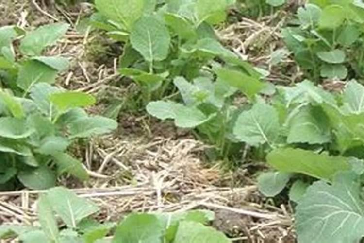 油菜打什么药可以增产 油菜种植方法