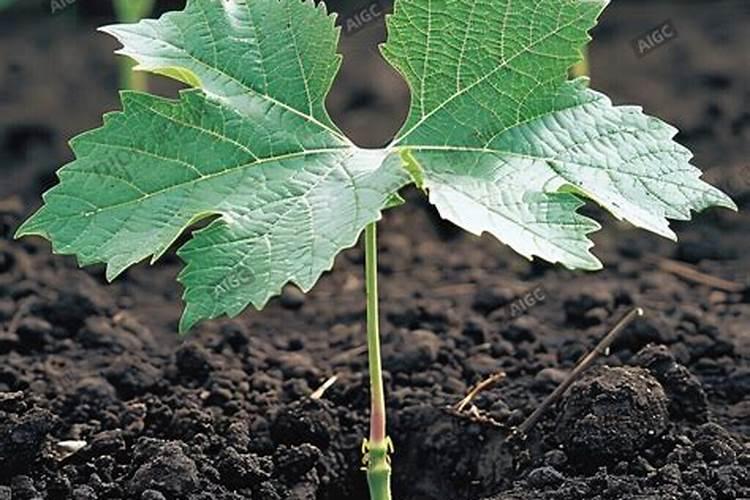 葡萄树怎么施肥