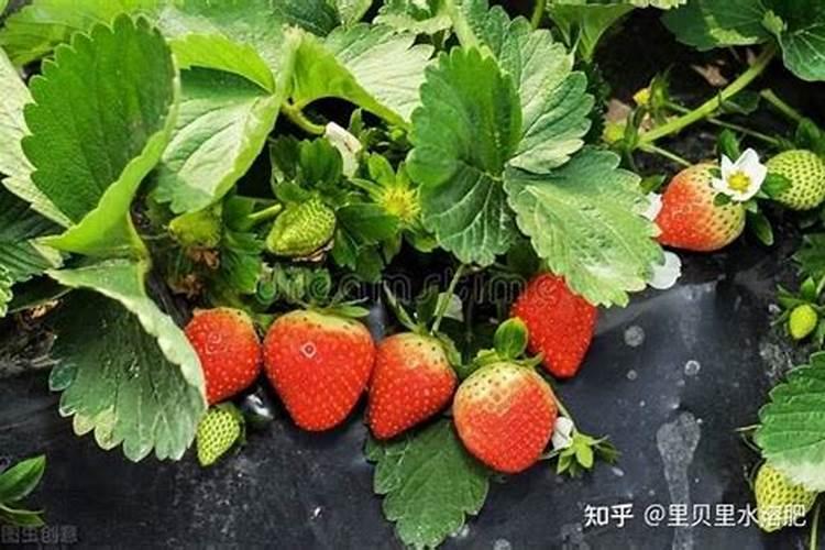 大棚黄瓜苗长势不好该怎么办