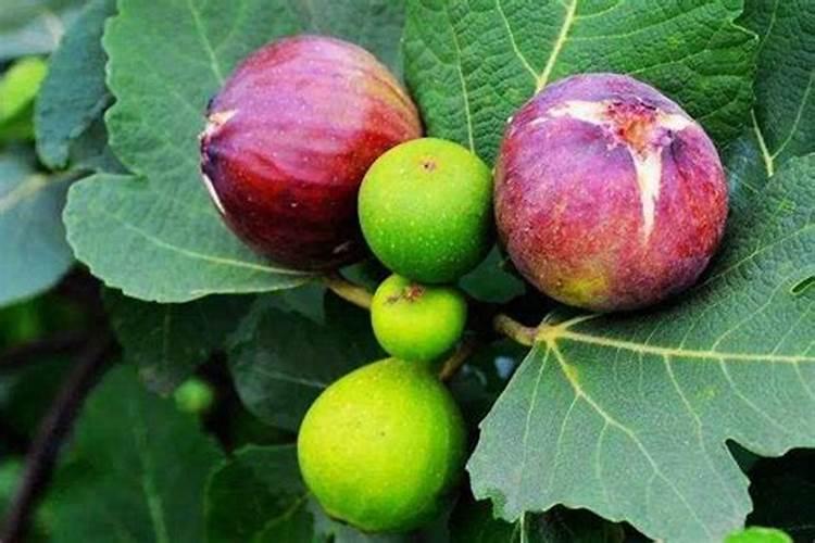 无花果施肥的正确方法