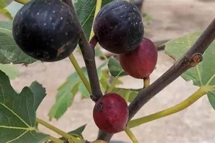 无花果施肥的正确方法