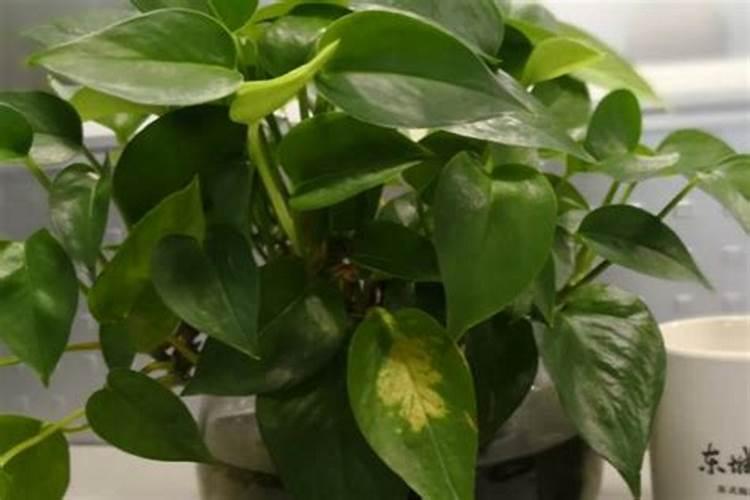 使用营养液后还需要施肥吗？