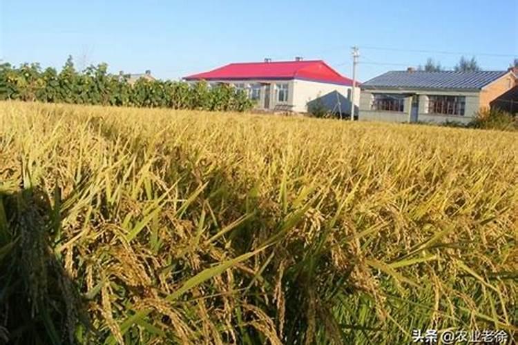 钾肥对水稻的作用及功能,钾肥过量会出现什么问题