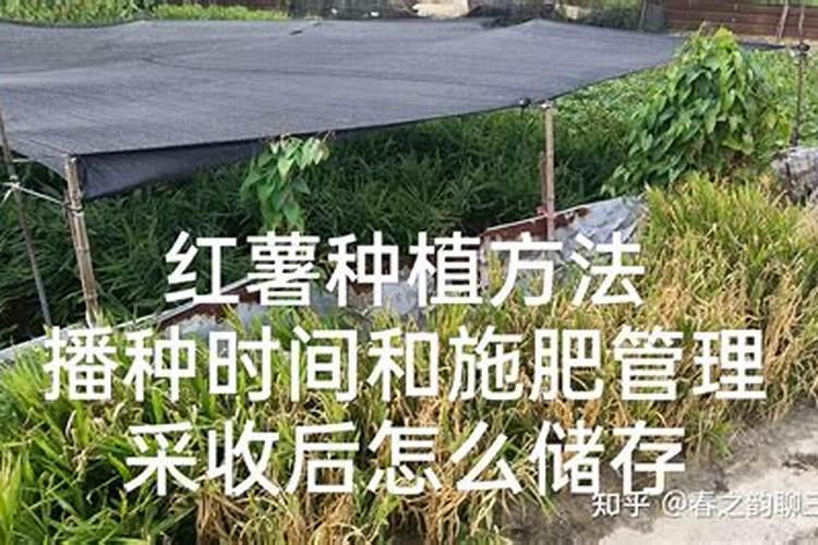 直播水稻第一次施肥什么时候