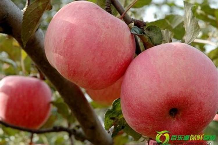 棕榈树北方在庭院能活吗？