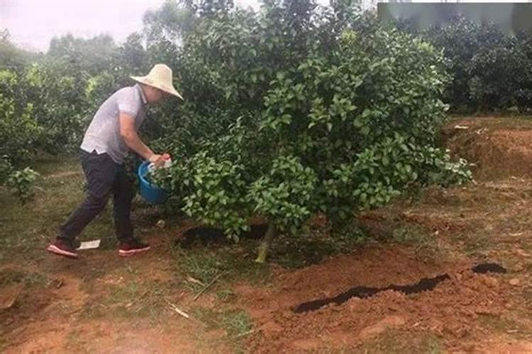 苦瓜多久开花结果 种植多长时间能开花结果